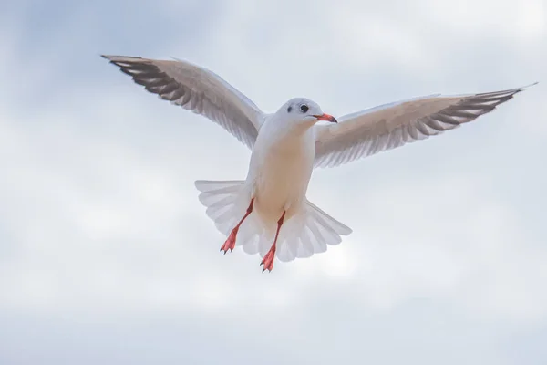 갈매기 비행 — 스톡 사진