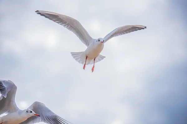 Uçan martı — Stok fotoğraf