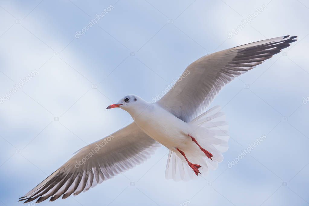 Seagull in flight