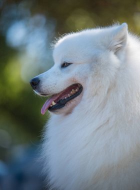 Samoyed portresi