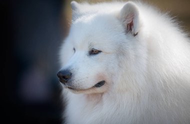 Samoyed portresi