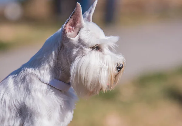 Λευκό μινιατούρα schnauzer — Φωτογραφία Αρχείου