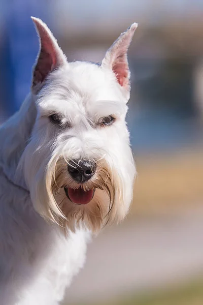 Λευκό μινιατούρα schnauzer — Φωτογραφία Αρχείου