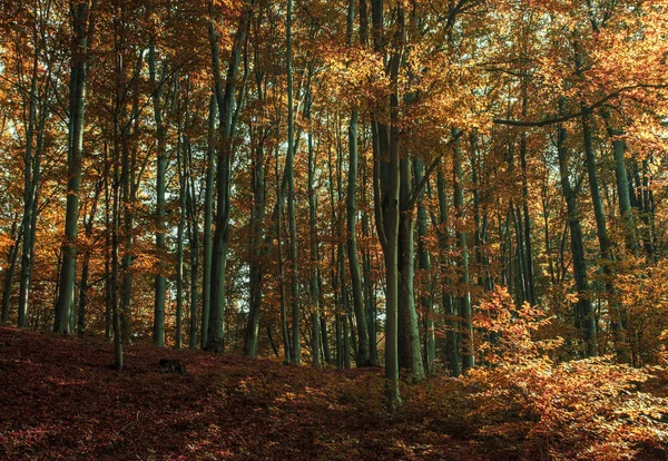 Meşe ormanı — Stok fotoğraf