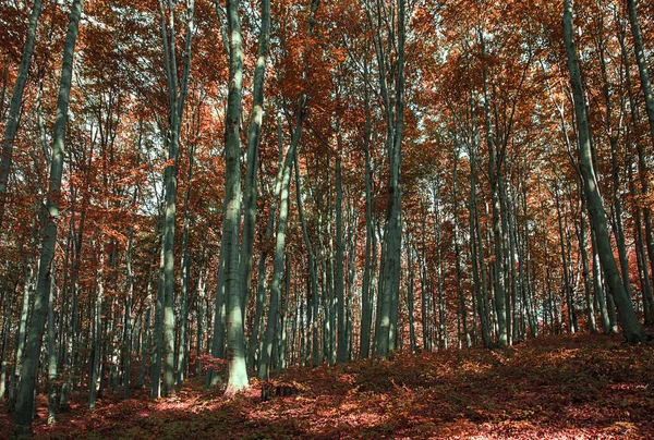 Meşe ormanı — Stok fotoğraf