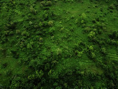İnsansız hava aracından yeşil doğa görüntüsü
