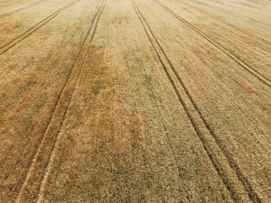 İnsansız hava aracından çekilen buğday tarlası