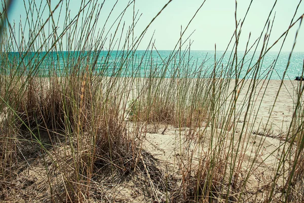 Erba Sulla Spiaggia Sabbia Mare Alba — Foto Stock