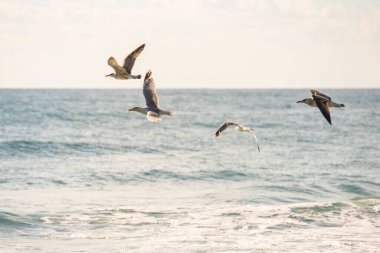 Martı sürüsü denizin üzerinde uçuyor.