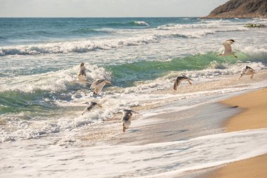 Martı sürüsü denizin üzerinde uçuyor.