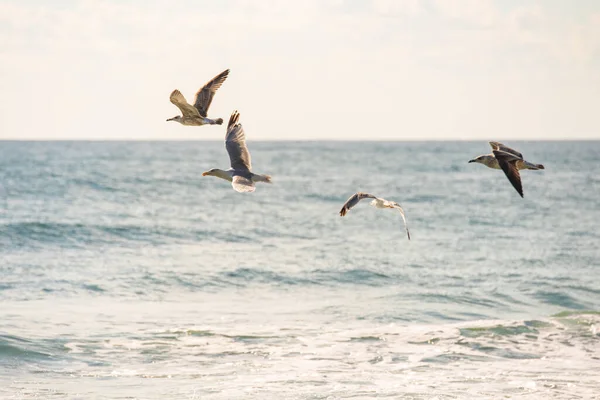 Martı Sürüsü Denizin Üzerinde Uçuyor — Stok fotoğraf