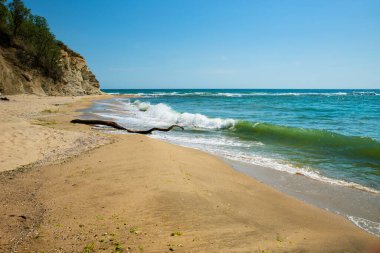 Sahilde insansız bir ağaç.