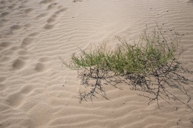 Yeşil çimenli kum tepeciği