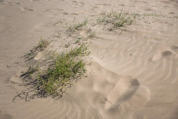 Sanddüne Mit Grünem Gras — Stockfoto