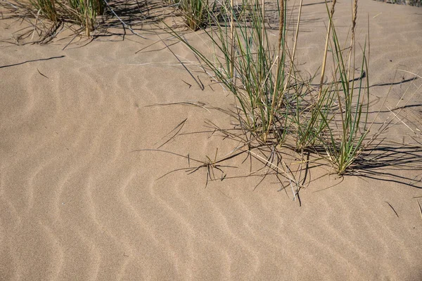 Αμμόλοφος Πράσινο Γρασίδι — Φωτογραφία Αρχείου