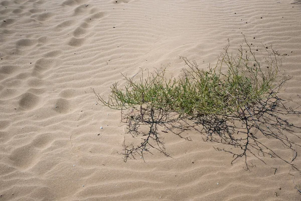 Yeşil çimenli kum tepeciği