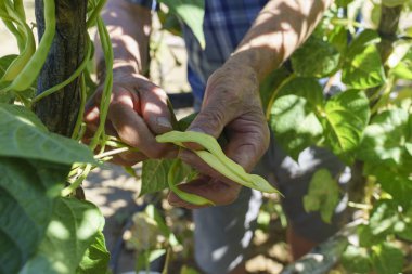 Yetişkin eller bahçede yeşil fasulye topluyor.