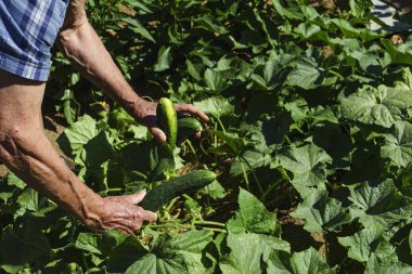 Yetişkin eller bahçede salatalık topluyor.