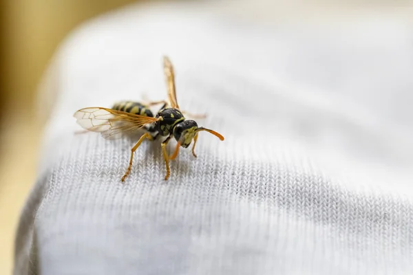 Avispa en ropa de niño. Peligro de mordeduras. Alergias y erupciones. Riesgo de anafilaxia infantil Fotos de stock