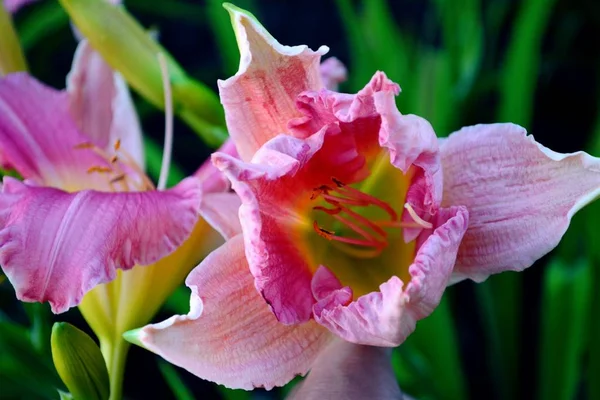 Květina Zahradní Rostlina Lilie Růžová Žlutá Zelená Bud Barva — Stock fotografie