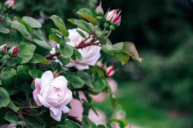hafif pembe çiçek açan dalı yeşillik ile yükseldi 