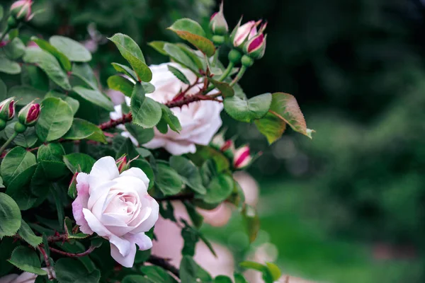 hafif pembe çiçek açan dalı yeşillik ile yükseldi 