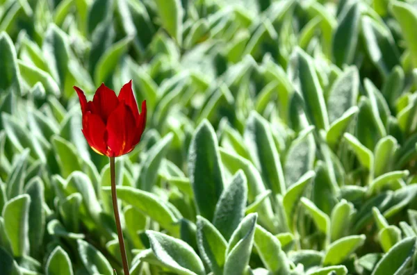 tek bir kırmızı çiçek açan lale 