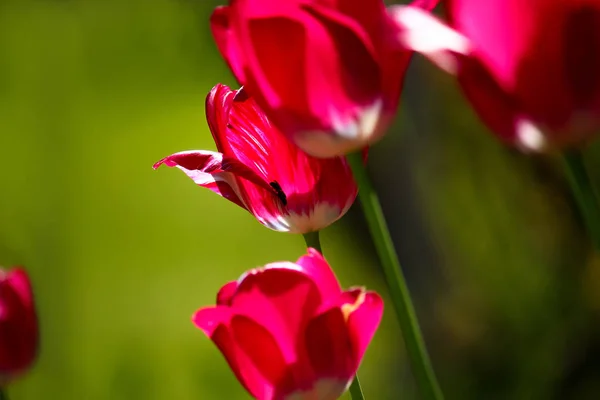 Röd Blommande Tulpaner Fältet Våren Karaktär — Stockfoto