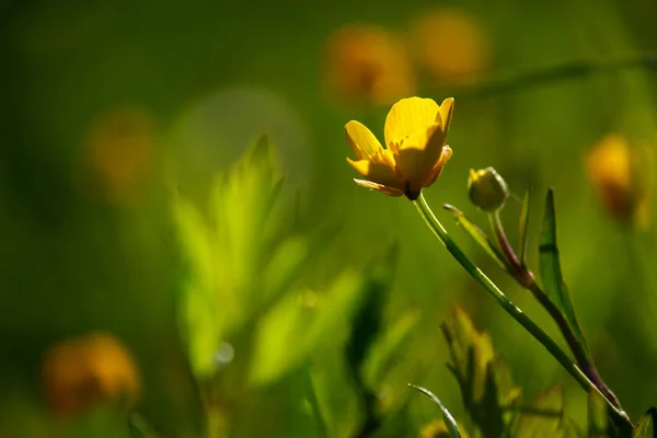 sahada sarı çiçek açan çiçek