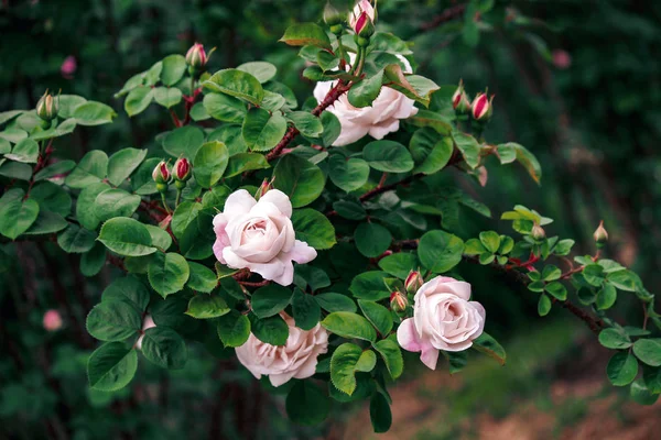 Rose Rosa Limpida Bellezza Della Natura Colori Pastello Rosa Giardino — Foto Stock