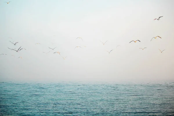 fog over the sea, autumn evening by the sea, gulls over the water, gradient colors of blue and white, birds in the misty sky