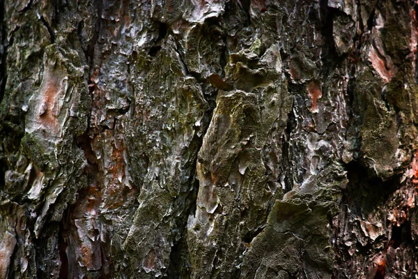 kahverengi doku ağaç kabuğu