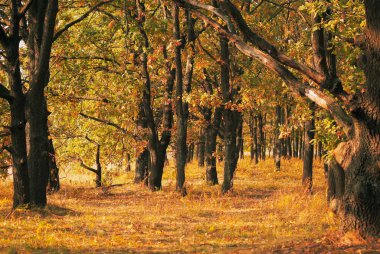 renkli ağaç kron ile sonbahar manzara