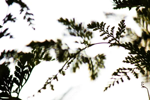 Fern ışık pencerenin satın 