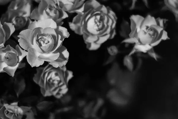 Foto Blanco Negro Pequeñas Rosas —  Fotos de Stock