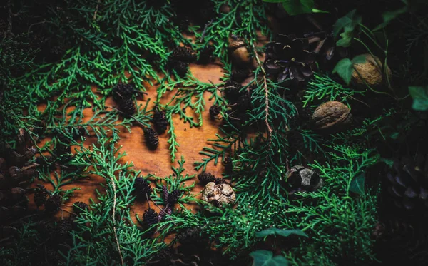 Mazı (bitki) farklı koniler ve odunsu bir arka plan üzerinde fındık ile düz lay