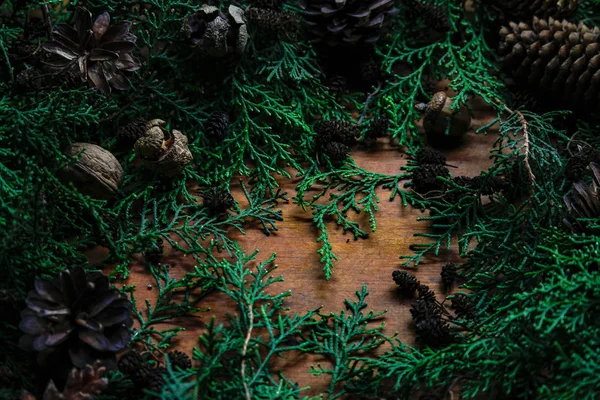 Mazı (bitki) farklı koniler ve odunsu bir arka plan üzerinde fındık ile dallarında kapatın