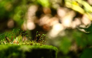 ahşap yükselen yeşil yosun