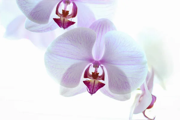 Fiori Orchidea Sfondo Bianco — Foto Stock