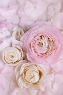 sevgili için güzel ranunculus çiçekler