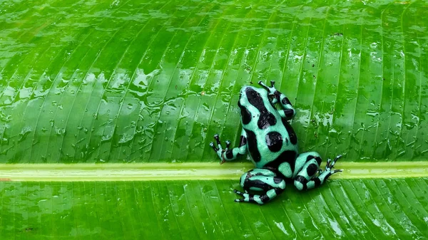 yeşil ve siyah kurbağa Kosta Rika