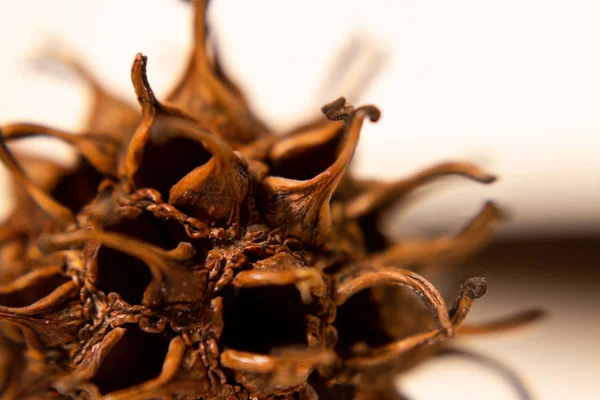 Makro Liquidambar ağacı tohum