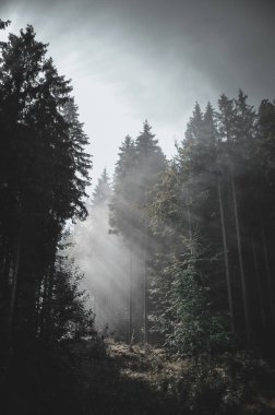 Eski moda hippi tarzında köknar ormanı olan puslu bir manzara.