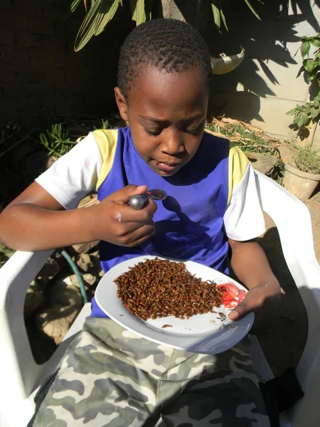 Harare Zimbabwe Mai 2016 Afrikanischer Junge Isst Getrocknete Termiten Die — Stockfoto