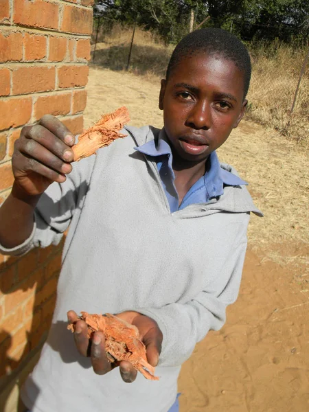 Norton Zimbabwe Junio 2016 Joven Sosteniendo Hierbas Tradicionales Que Utilizan — Foto de Stock