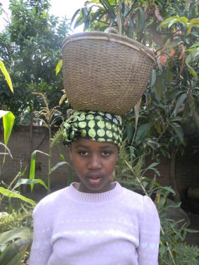  Chivhu,Zimbabwe,Apri 27  2015. An African  peasant  girl carrying  a reed  basket on  head  whilst  picking vegetables in a  field.In Africa  girls  and  women  do  most  of  the  dmestic  work.                             clipart