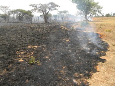 Chivhu, Zimbabwe.September 1 2015. Bush tarafından tahrip bir orman sonrasında çoğu orman yangınları kişi tarafından neden olduğu Afrika için ateş... F 
