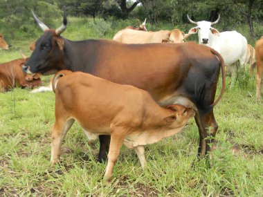 Chivhu, Zimbabwe, 17 Şubat 2016. Bir buzağı meme süt emme bir baldır. Sığır yetiştirme hala Afrika kırsal Afrika ana kalmak olduğunu.                               