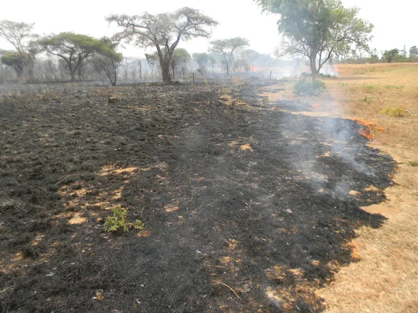 Chivhu 津巴布韦 2015年9月1日 在非洲被丛林大火摧毁的森林的后果大多数森林大火是由人们造成的 — 图库照片