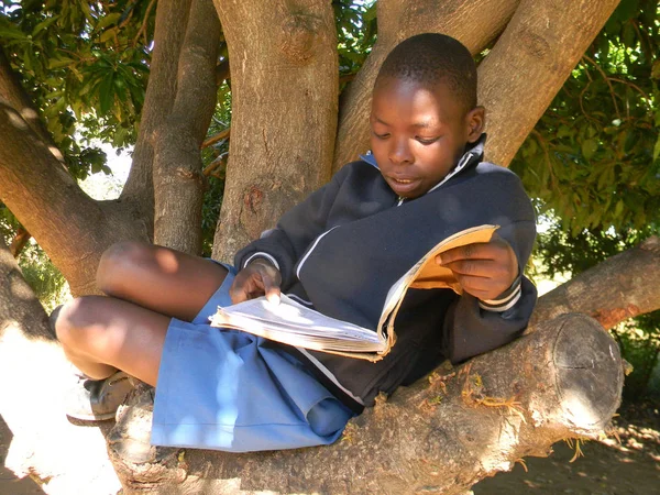 Chibero, Zimbabwe, 4 Mayıs 2016. Bir İlköğretim Okulu-çocuk iken ağaç dalı üzerinde oturan bir kitap okuma. Zimbabve Afrika en yüksek okuma-yazma oranına sahip.                            